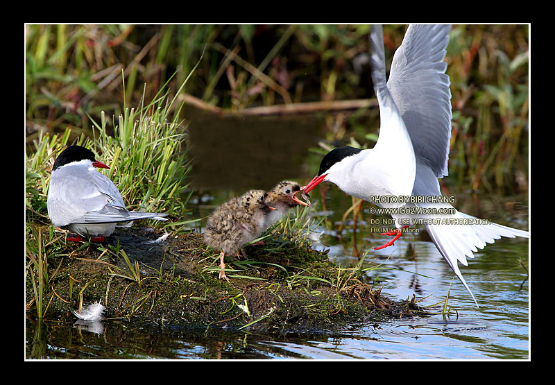 Feeding Arctic Tern Chicks