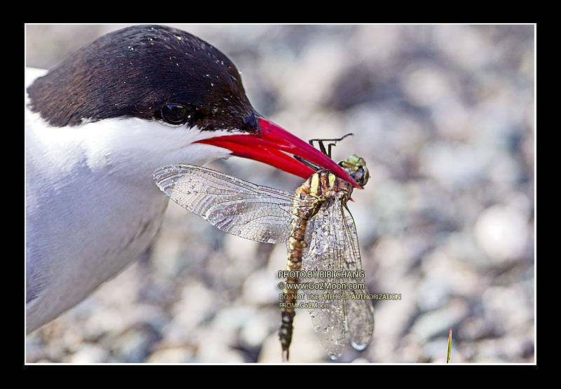 Arctic Tern Photo