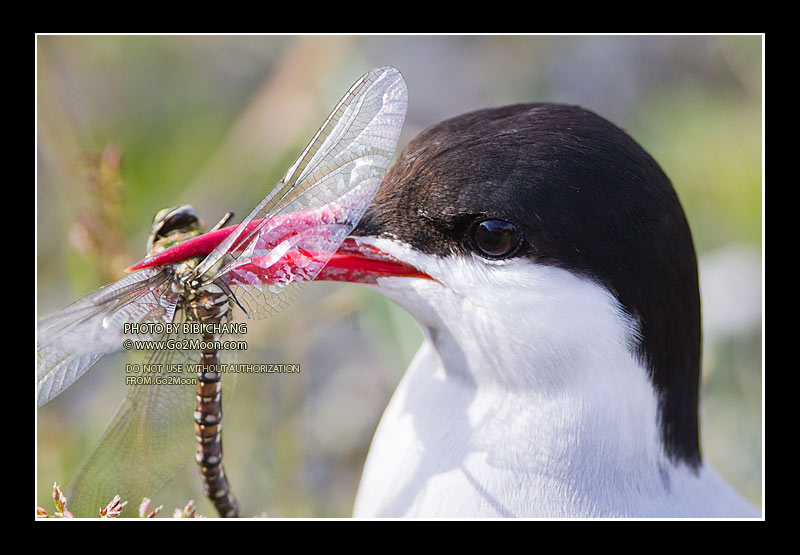 Arctic Tern Dragonfly