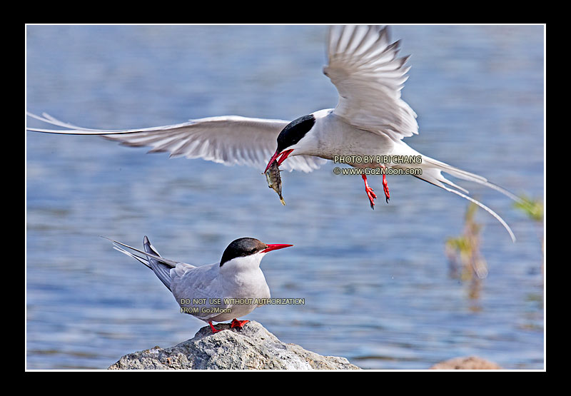 Arctic Tern Feeding