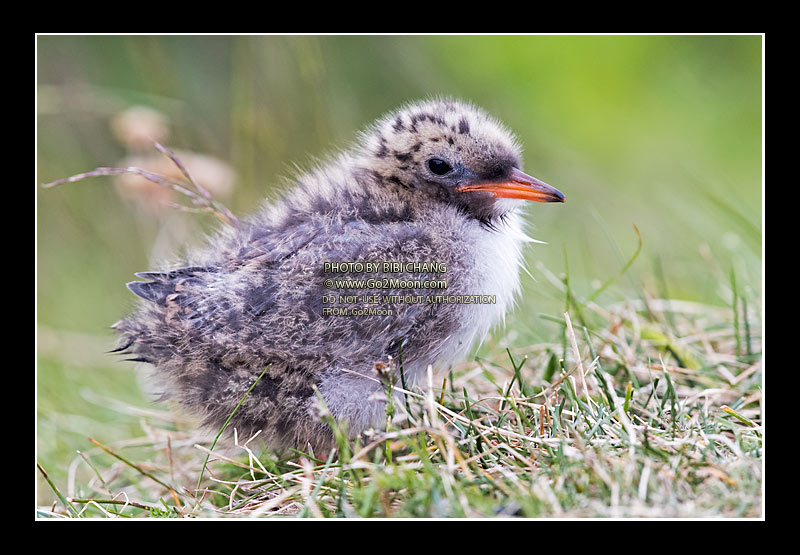 Arctic Tern Chick