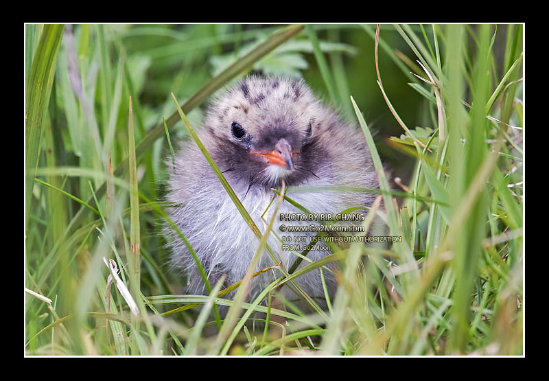 Arctic Tern Chick
