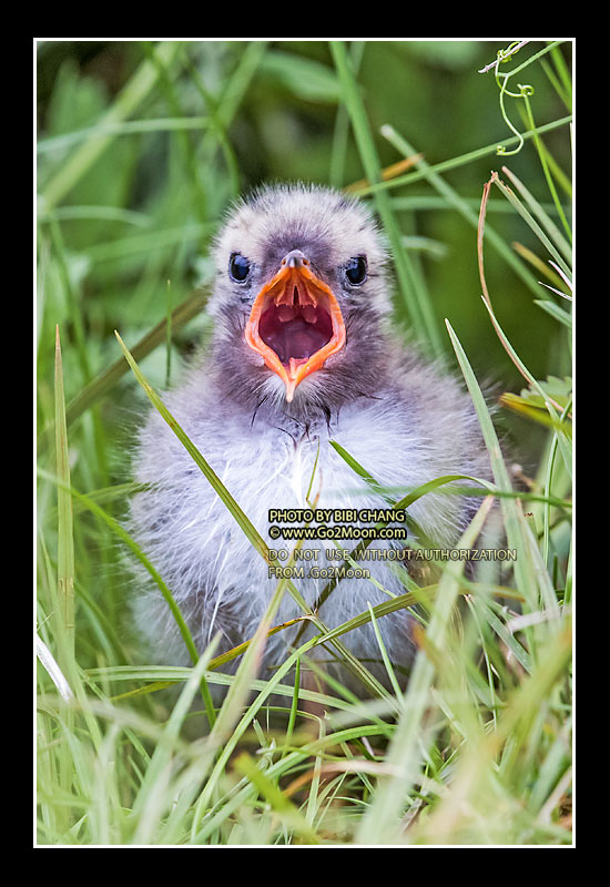 Arctic Tern Chick