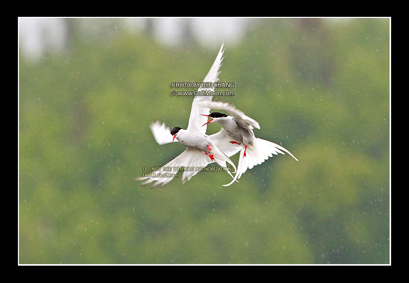 Arctic Tern in the Sky