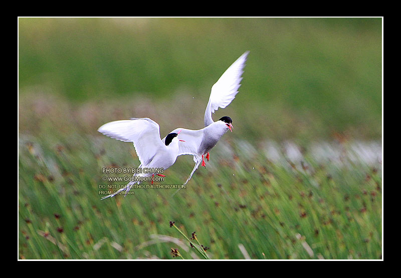 Arctic Tern in the Sky