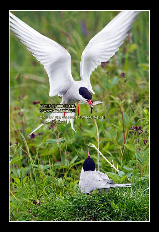 Arctic Tern Photo