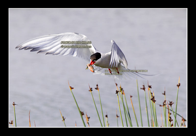 Arctic Tern Photo