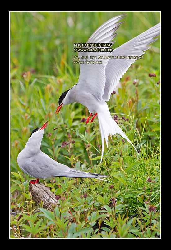 Arctic Tern Photo