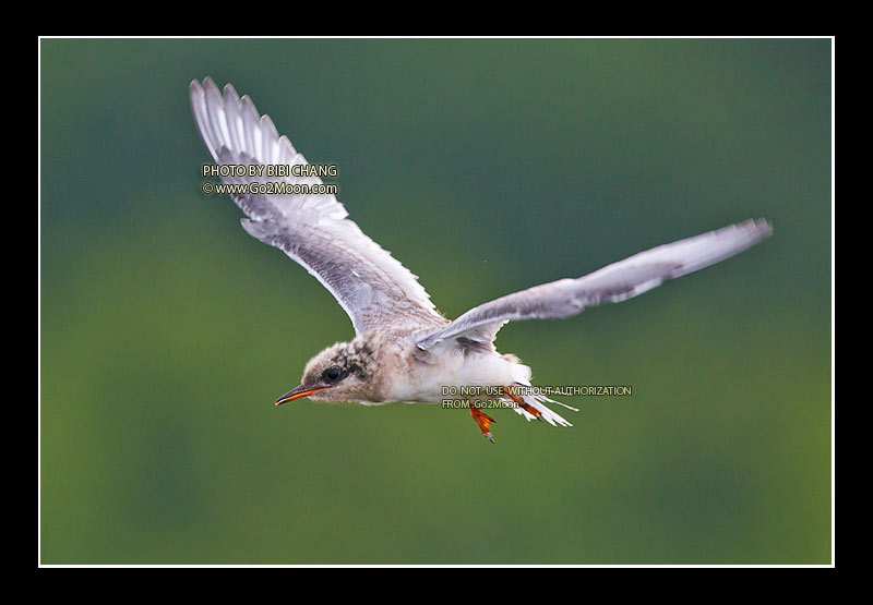 Juvenile Arctic Tern