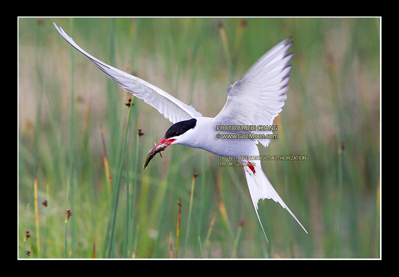 Arctic Tern Photo