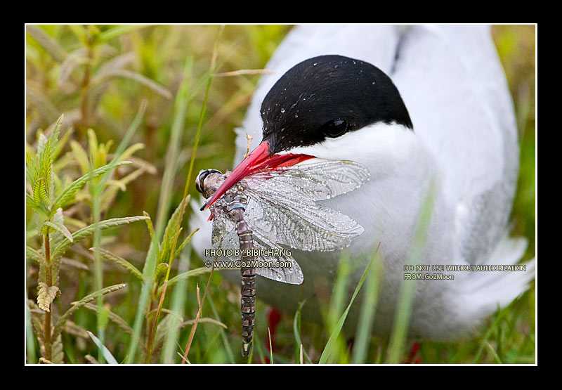 Arctic Tern