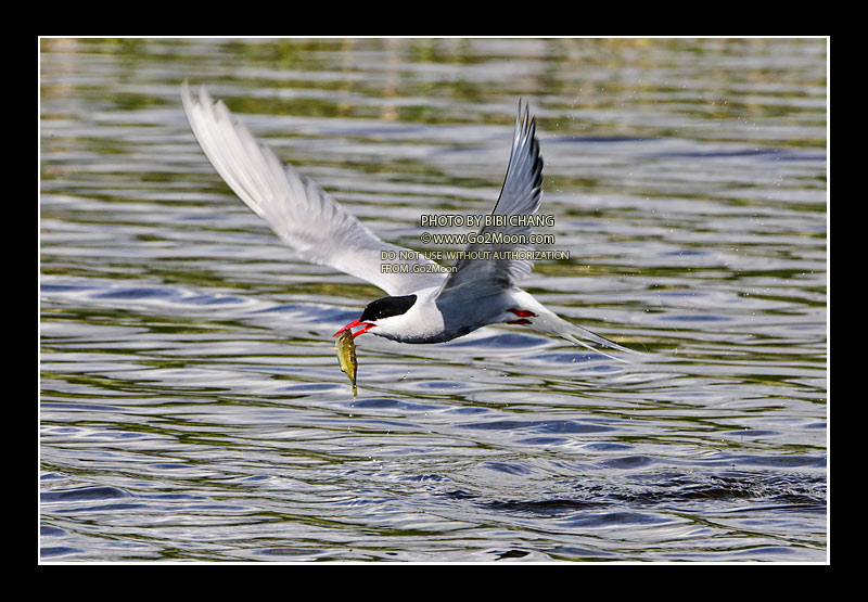Arctic Tern in Flight