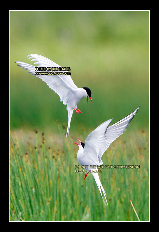 Arctic Tern Photo