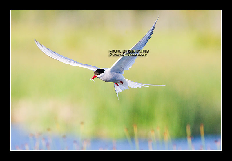 Arctic Tern