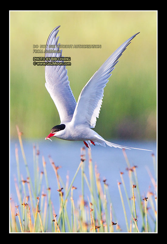 Arctic Tern Photo