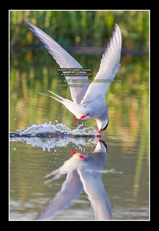 Arctic Tern Photo