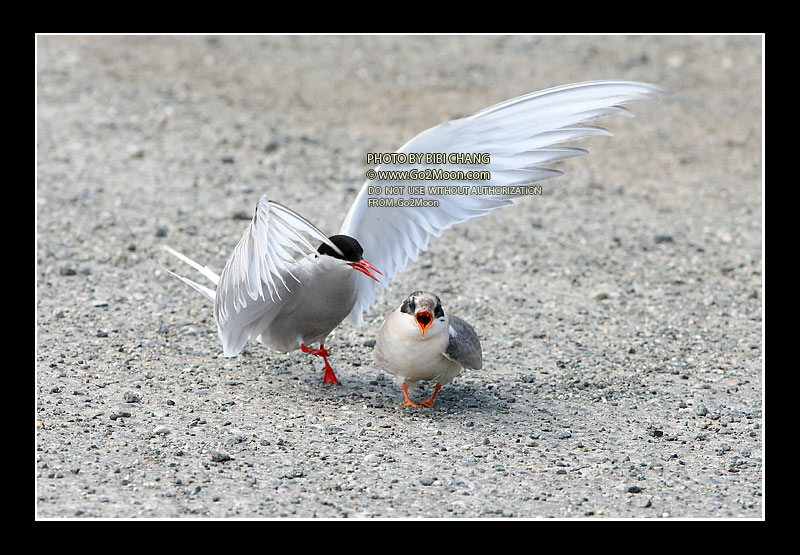 Arctic Tern Attack