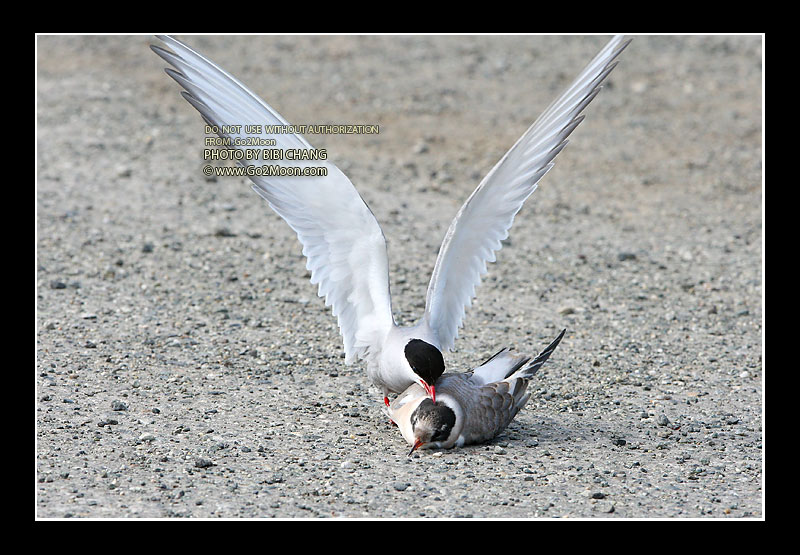 Arctic Tern Attack