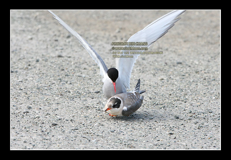 Arctic Tern Behavior
