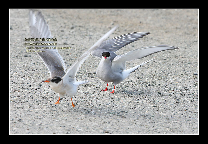 Arctic Tern Behaviorial Response