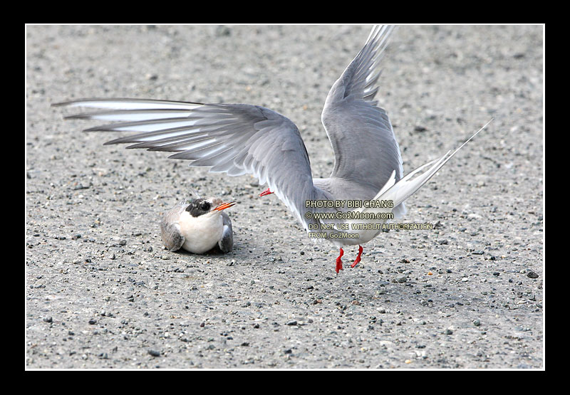 Arctic Tern Attack Chick