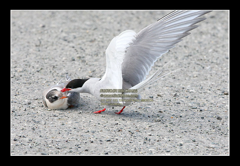 Arctic Tern Attack Chick