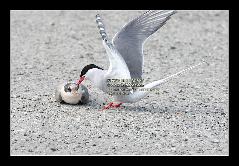 Arctic Tern Attack Chick