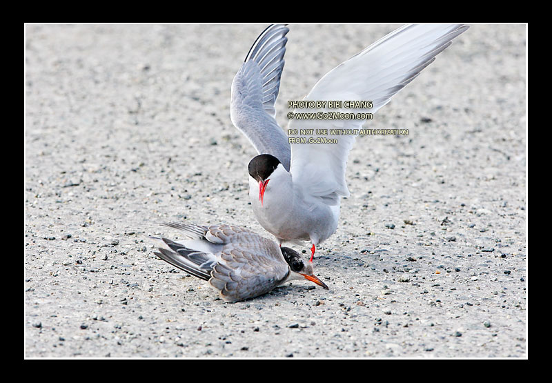 Arctic Tern Attack Chick