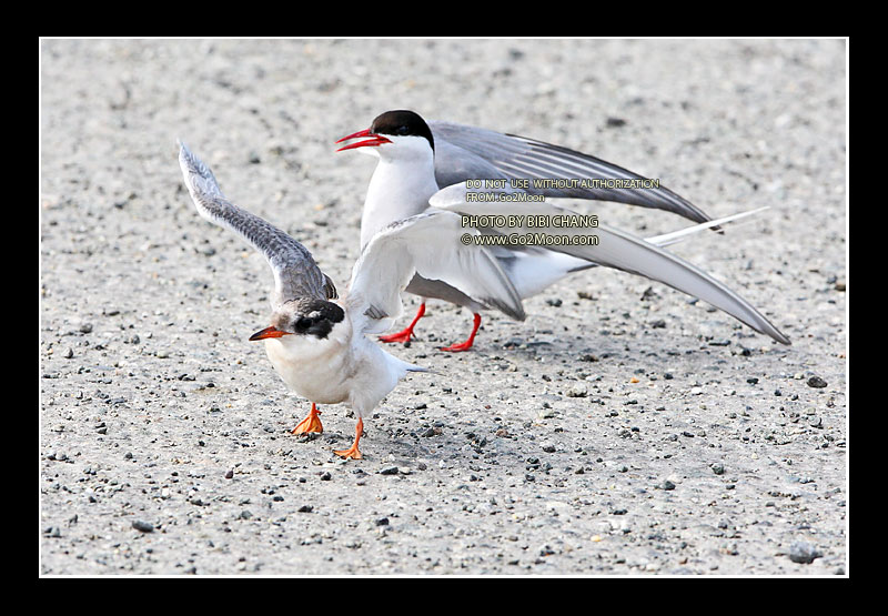 Arctic Tern Behaviorial Response