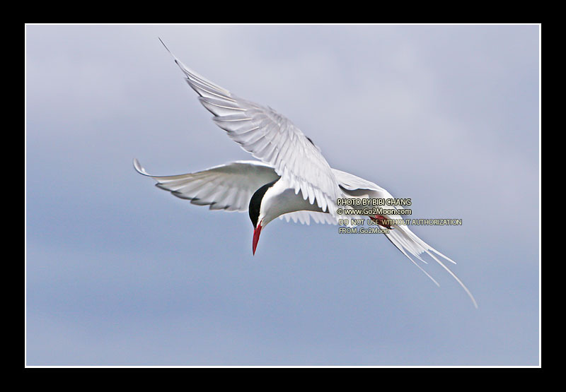Arctic Tern Hovering