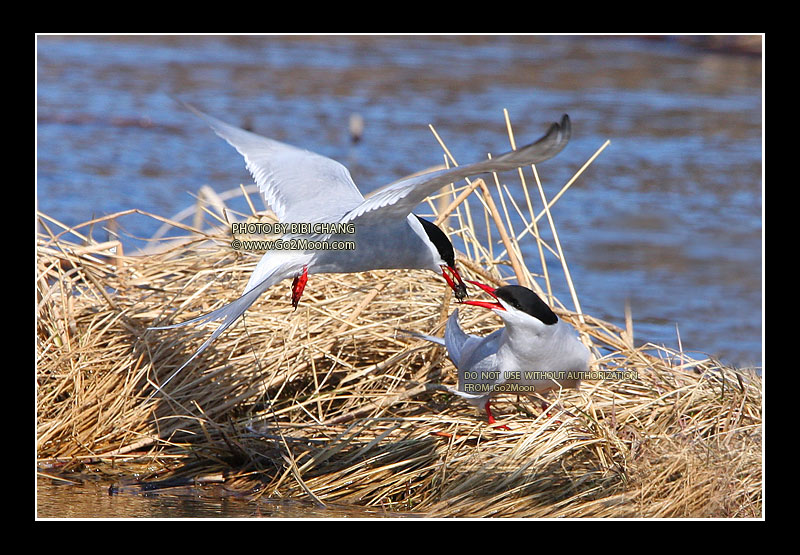 Arctic Tern Feeding