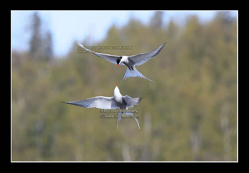 Arctic Tern Fighting