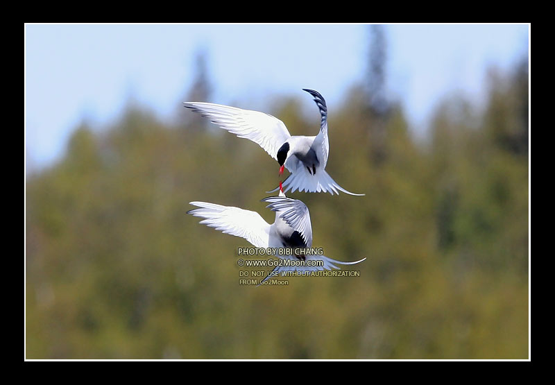 Arctic Tern Fighting