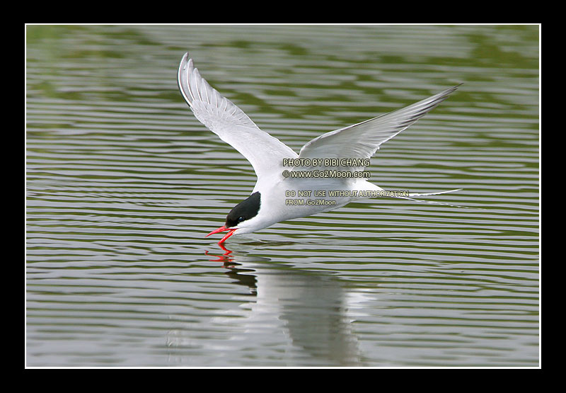 Arctic Tern Skimming