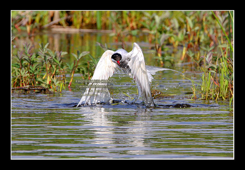 Arctic Tern Injured