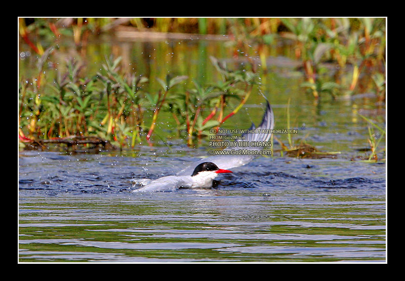 Arctic Tern Injured