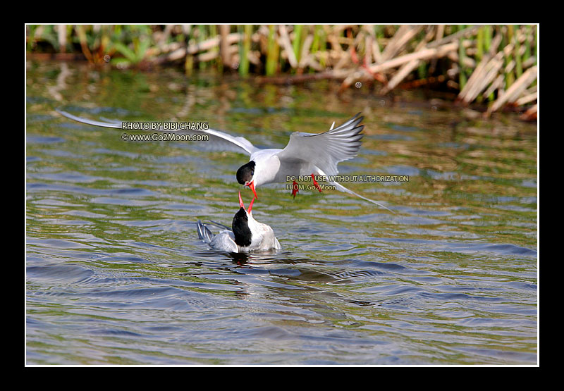 Arctic Tern Beak to Beak Rescue