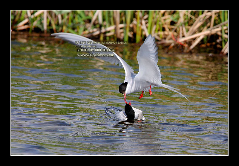Arctic Tern Beak to Beak Rescue