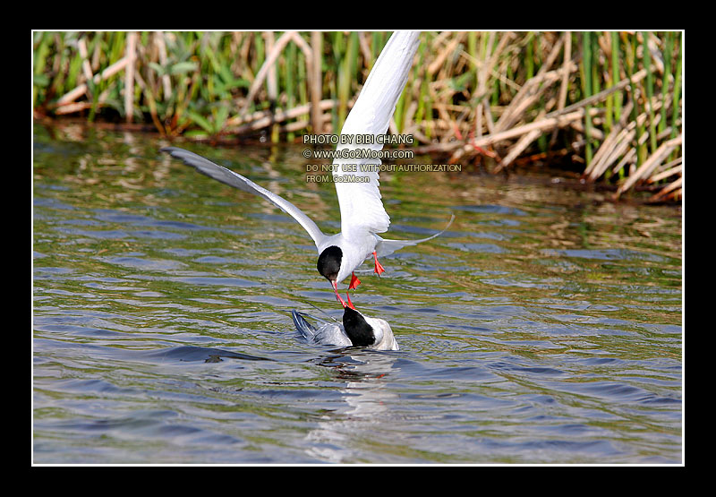 Arctic Tern Beak to Beak Rescue