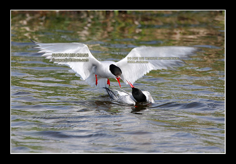 Arctic Tern Rescue