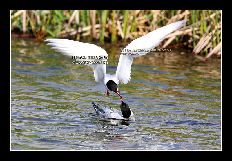 Arctic Tern Beak to Beak Rescue