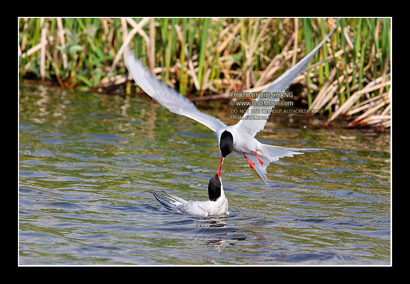 Arctic Tern Beak to Beak Rescue