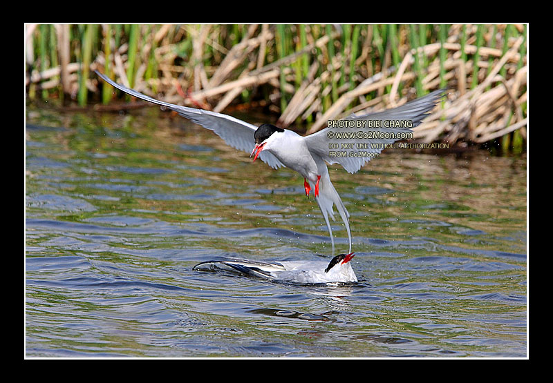 Arctic Tern Beak to Beak Rescue