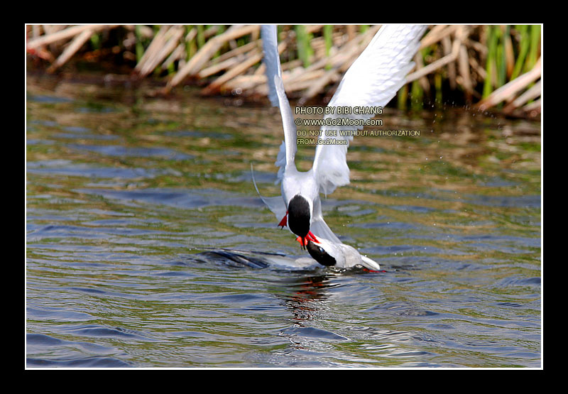 Arctic Tern Beak to Beak Rescue