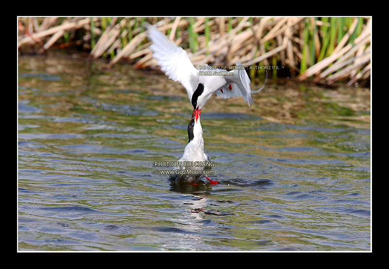 Arctic Tern Beak to Beak Rescue