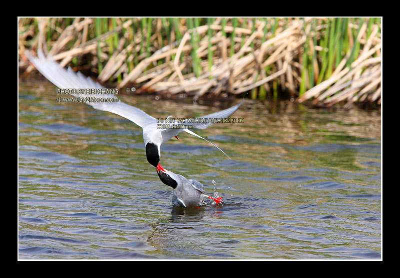 Arctic Tern Beak to Beak Rescue