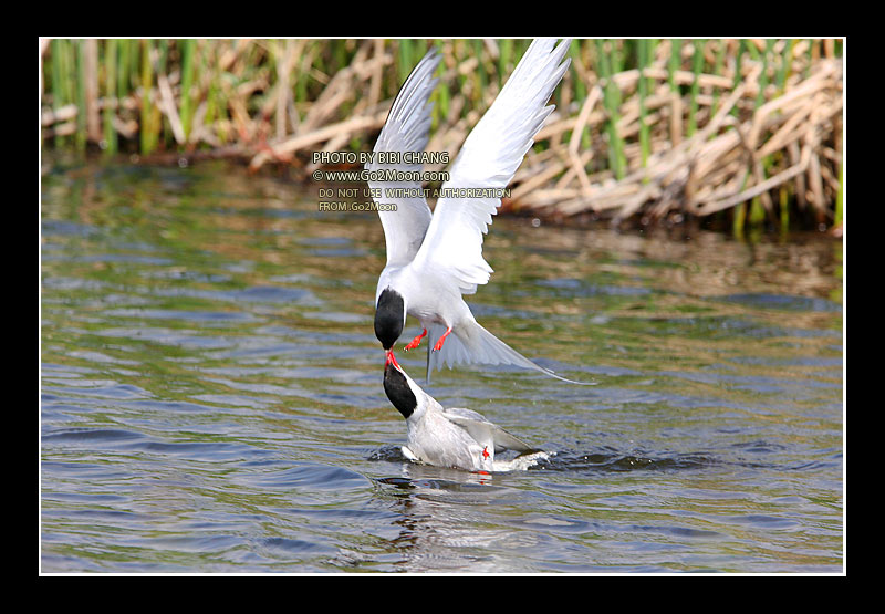 Arctic Tern Beak to Beak Rescue