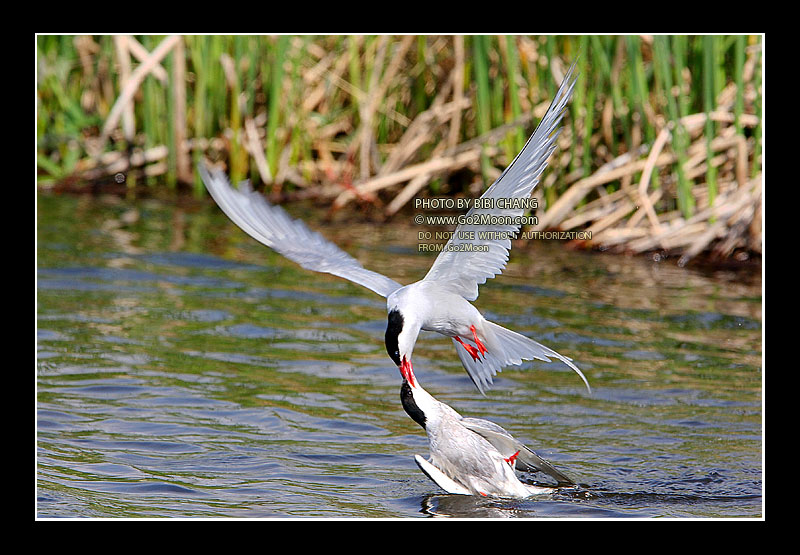 Arctic Tern Beak to Beak Rescue