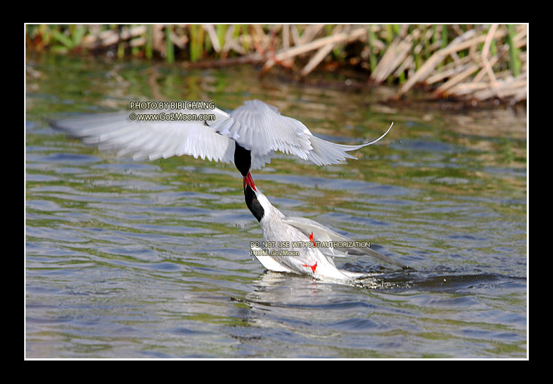 Arctic Tern Beak to Beak Rescue