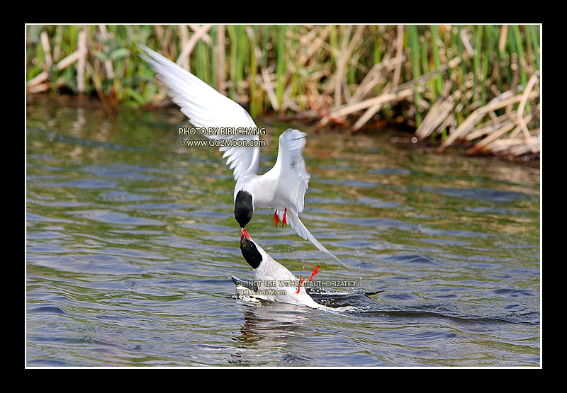 Arctic Tern Beak to Beak Rescue